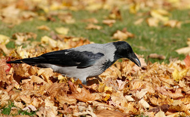 Hooded Crow