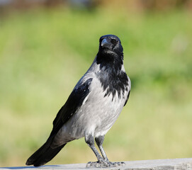 Hooded Crow