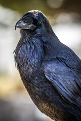 close up of a  black crow posing