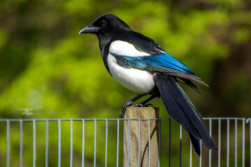 Bird 369