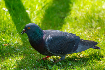 Bird 363