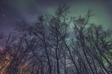 night sky with tree