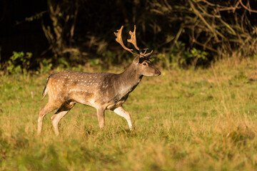 Naklejka na ściany i meble Beautiful fallow deer male (dama dama) stands in mountain meadow.
