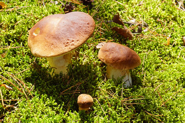 Mushrooming. Boletus edulis commonly known as: cep, penny bun, porcino or porcini and Imleria badia, commonly known as the bay bolete.