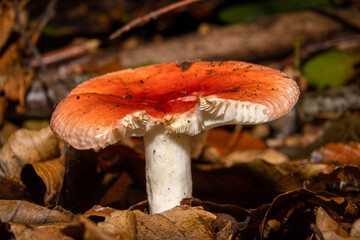 A closeup picture of an orange fungus in a forest. Dark brown and orange leaves in the background. Picture from Bokskogen, Malmo, southern Sweden