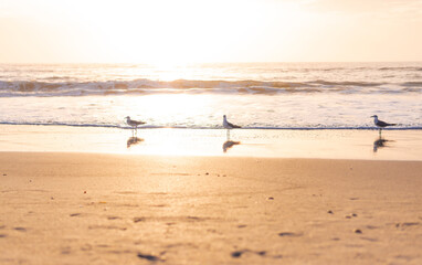 Fototapeta na wymiar Morning Sunrise of Seagulls On the Beach