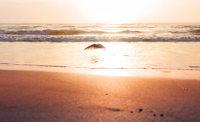 Fototapeta na wymiar Seagull In Flight On Perfect Ocean Beach At Sunset Sunrise