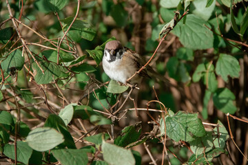 an adult Sparrow sits on a twig among the leaves
