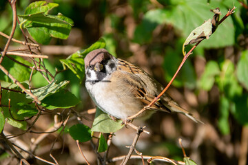 an adult Sparrow sits on a twig among the leaves