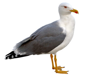 big Marine gull on white