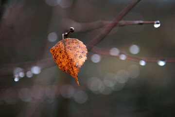 Orange autumn leaf on branch with raindrops on blur background. Autumn forest feeling.