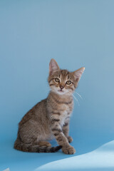 Shorthair tabby kitten on a blue background