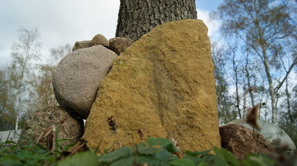 Ancient fossil