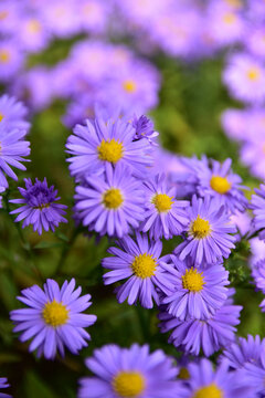 Top view of blooming purple asters in a garden flower bed on an autumn day.