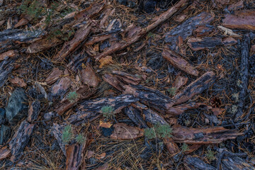 Red orange brown bark dry needles lie on the ground in Siberian damp forest. Pattern. After fire.