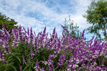 Obraz premium Mexican bush sage flowers in Autumn with blue sky background
