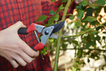 A gardener is pruning a rose using pruning shears to encourage new rose blooms.