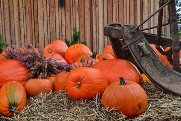 pumpkin and pumpkins