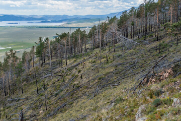 Dry dead gray Baikal trees felled after fire, lies on yellow grassy slope of green mountain. Pine forest. Blue mountains background