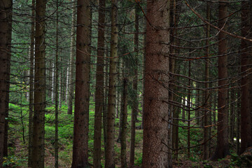 dark forest in the morning