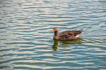  Graugänse im Hermann-Löns- Park Hannover