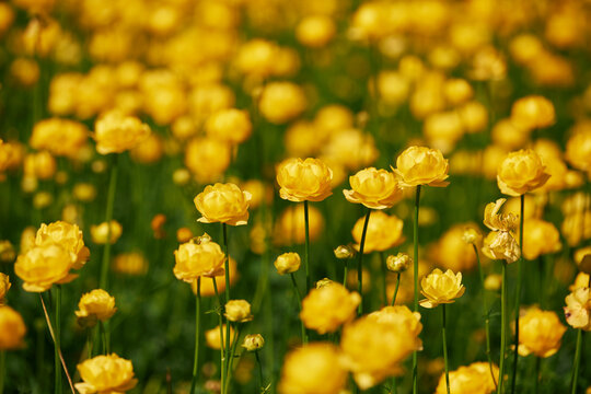Yellow globeflowers blooming in spring