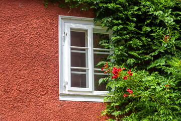Obraz na płótnie Canvas Window and ivy, home overgrown with plants and flowers.