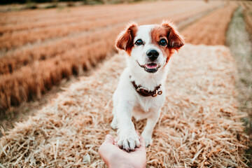 Woman's hand holding paw of dog on straw bale