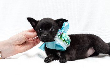 partial view of woman petting cute black puppy in blue collar with ribbon and bow on white blanket