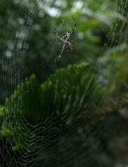 Aranha pós chuva III