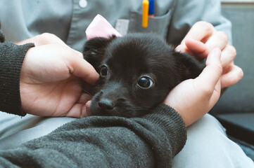 partial view of veterinarian and volunteer holding cute black scared puppy in shelter - Powered by Adobe