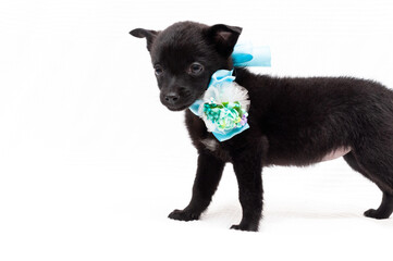 side view of cute black small dog in blue collar with ribbon and bow  on white background with copy space