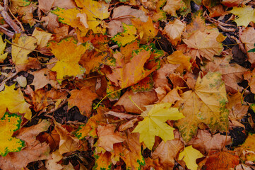 Season of nature colourful leaves
