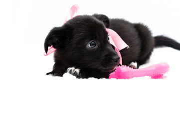 cute black puppy in pink collar with ribbon and bow looking away and lying near dog toy on white background