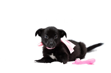 soft focus of cute black puppy in pink collar with ribbon looking at camera near dog toy on white background with copy space