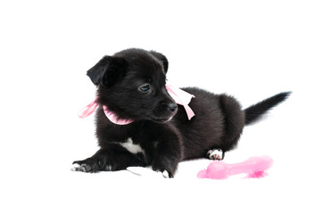 soft focus of cute black puppy in pink collar with bow near dog toy on white background with copy space