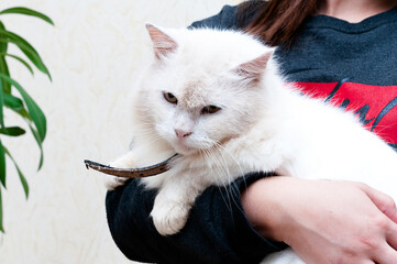 cropped view of woman holding cute white furry cat with collar in shelter