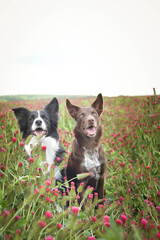 two border collie are sitting in crimson clover. It was so tall so he must jump.