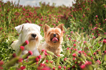 Small dog of yorkshire and white schnauzer miniature are lying in crimson clover. It was so tall so...