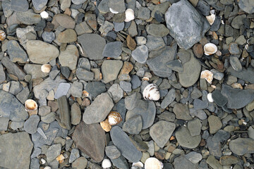  High angle shot of stones and shells on the riverbank - Stockphoto