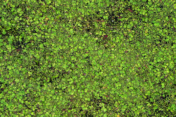 Grüne Wasserlinsen, genannt Entengrütze, auf der Wasseroberfläche eines Sees - Stockfoto