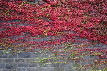 Stone wall with red and green ivy - Stockphoto