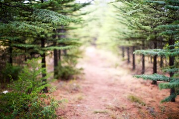 Pathway among pine trees in the forest. Blurry view