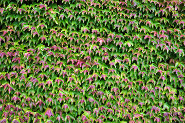 Wall all over with green and red ivy - Stockphoto