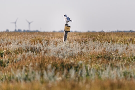 Naklejki Black-headed gull (Chroicocephalus ridibundus) perching on signpost in meadow
