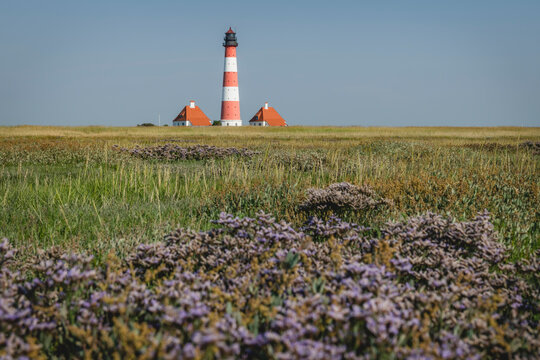 Germany, Schleswig-Holstein, Westerhever, Springtime meadow with Westerheversand Lighthouse in background