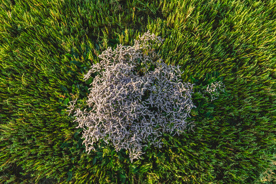 Aerial view of growing sea lavender (limonium) and salicornia