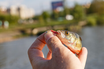 Fototapeta premium Freshly caught European bass . Fisherman caught bass.bass in hand.Fishing background.