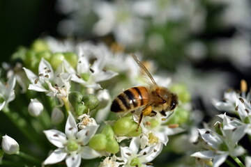 Biene auf blühendem Schnittknoblauch