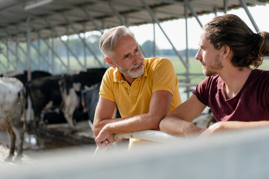 Mature farmer talking to adult son at cow house on a farm